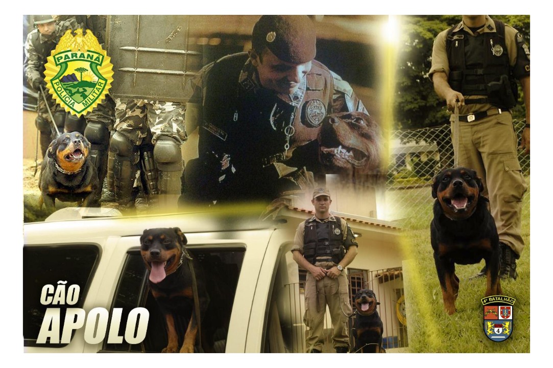 foto de Morre em Maringá, o cão policial Apolo que serviu durante quase dez anos como Cão de Patrulha e Choque