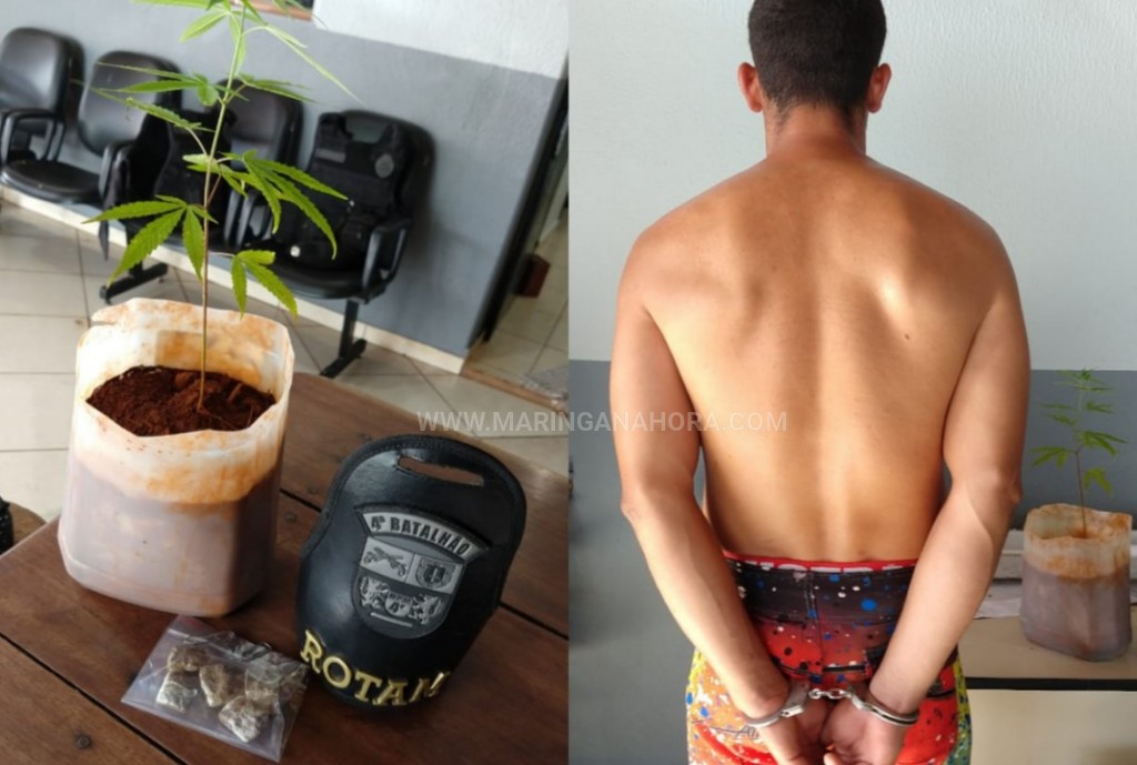 foto de Indivíduo que cultiva pé de maconha em casa é preso pela ROTAM de Paiçandu 