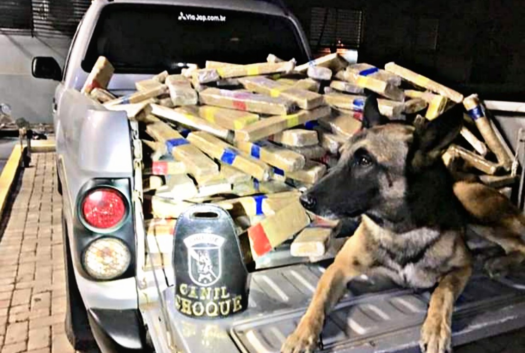 foto de Com apoio de cão farejador, PM e PF apreendem 600 kg de maconha