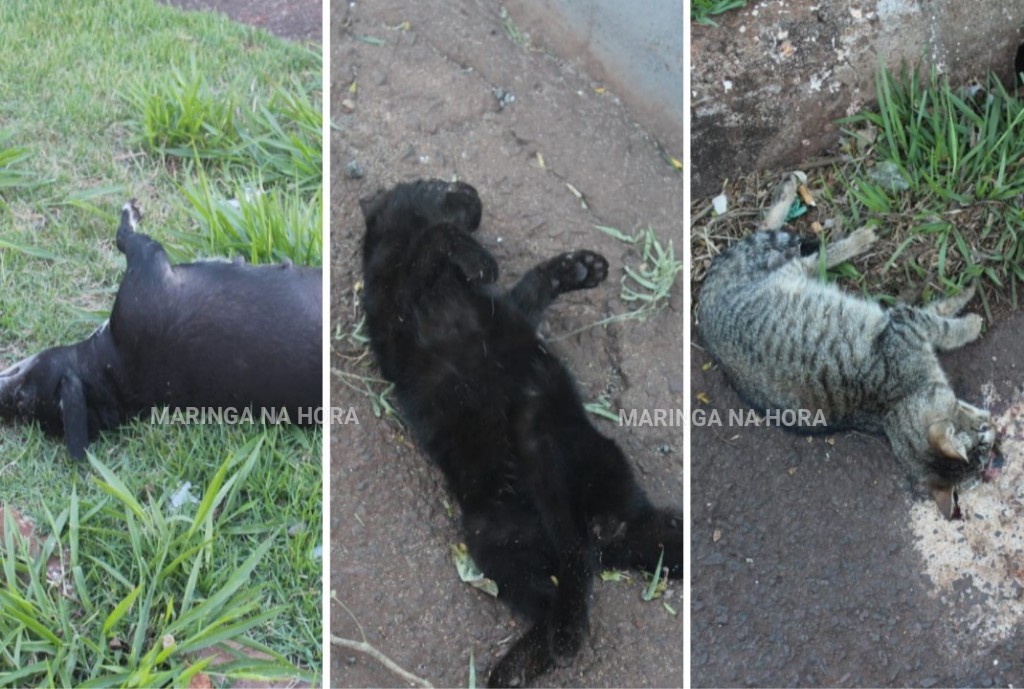 foto de Maringá: Dois gatos e um cachorro, foram encontrados mortos no bairro Jardim São Silvestre