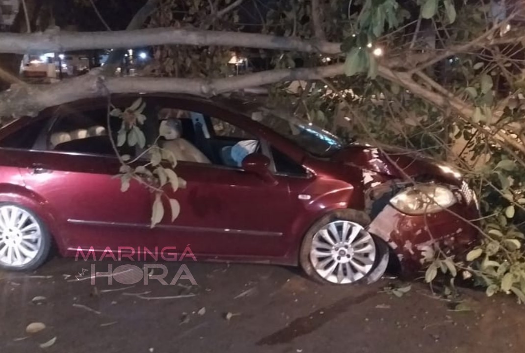 foto de Motorista perde o controle arranca árvore e vai preso por embriaguez em Maringá