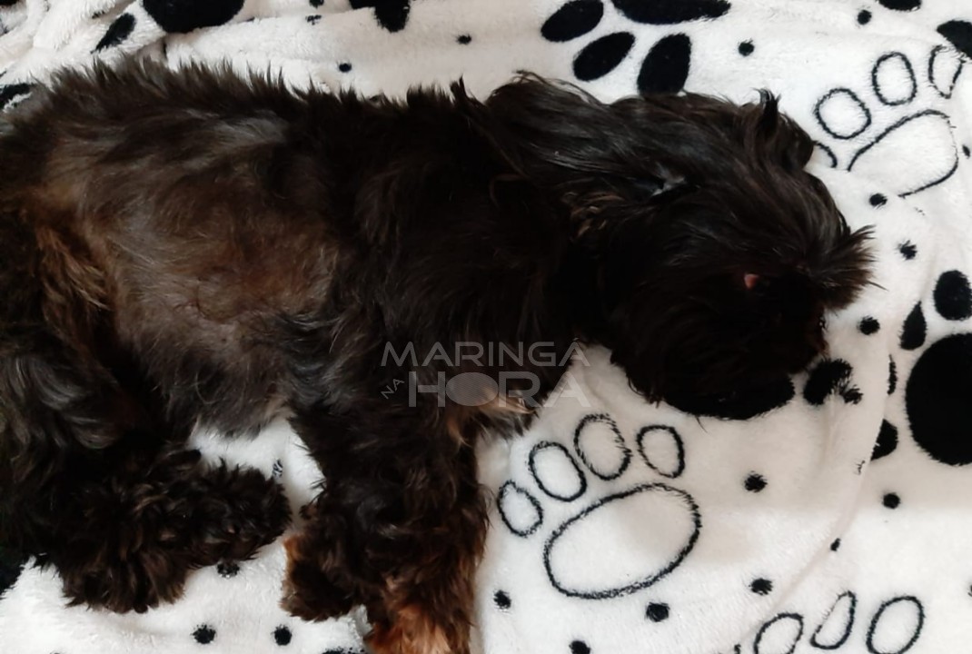 foto de Cãozinho levado por ladrões em Maringá após furto a residência, é encontrado ferido com marca de agressão