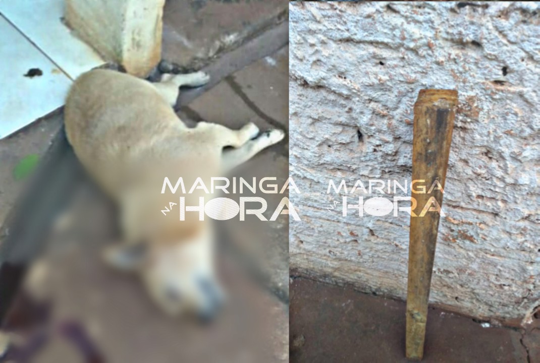 foto de Revoltante - Cachorros são mortos a pauladas em Paiçandu