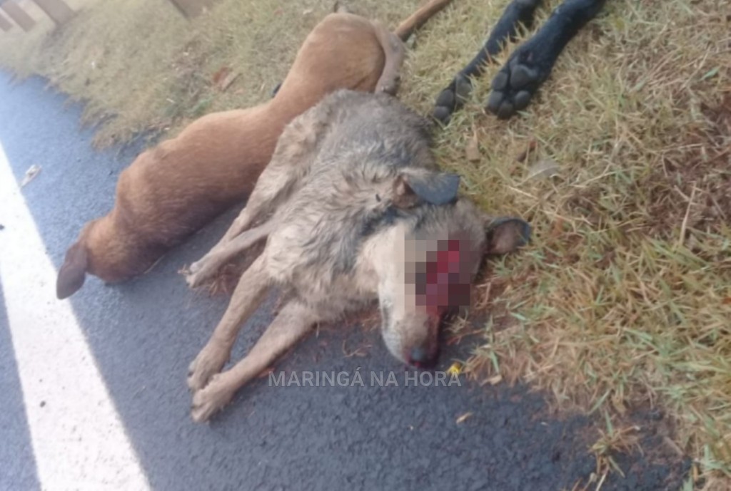 foto de Revoltante - Cães são encontrados mortos em Mandaguaçu e suspeita é que tenham sido esfaqueados