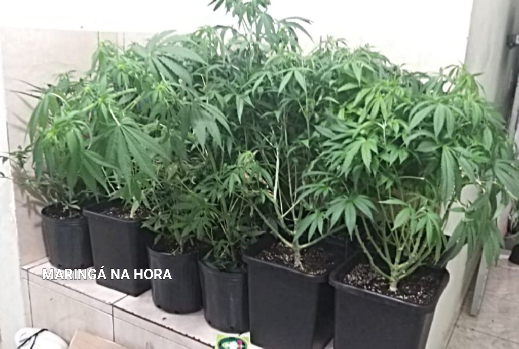 foto de PM descobre plantio de maconha em Maringá 