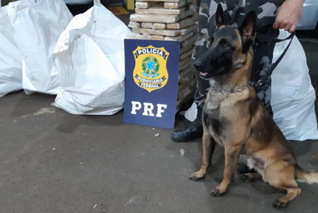 foto de PRF apreende mais de meia tonelada de maconha em fundo falso de uma carreta em Mandaguari