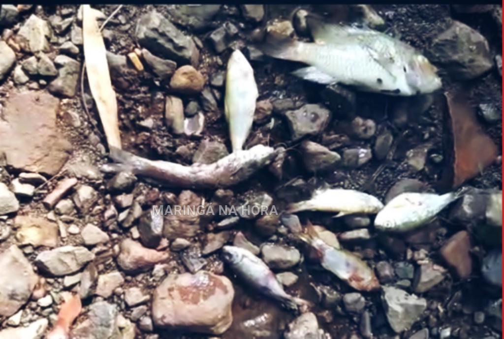 foto de Peixes aparecem mortos no Ribeirão Maringá e caso preocupa moradores