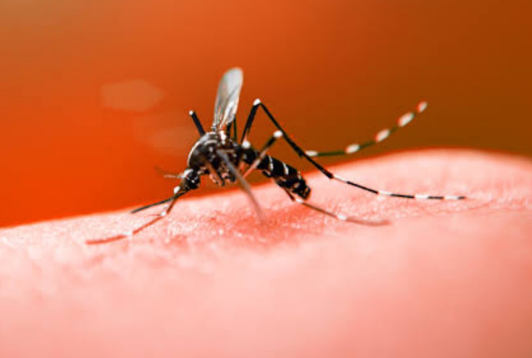 foto de Duas mortes suspeitas por dengue são investigadas em Maringá