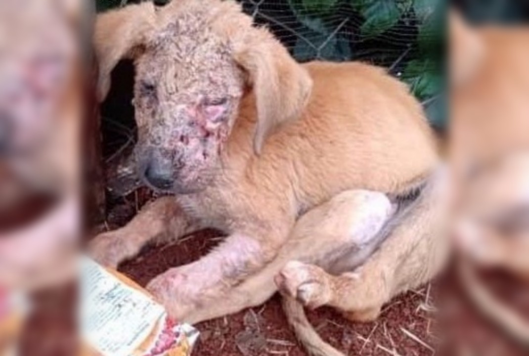 foto de Crueldade: cão é queimado com água quente em Marialva