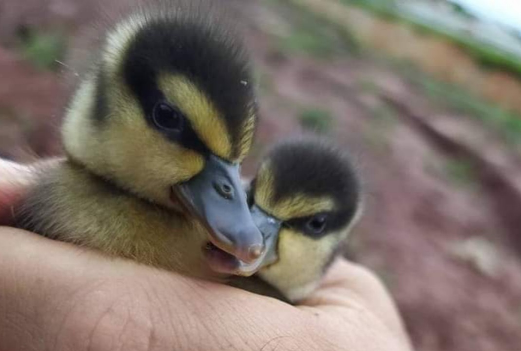 foto de PRF auxilia travessia de família de paturis em Nova Esperança