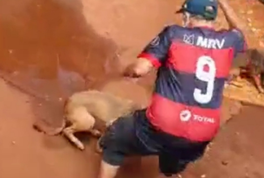 foto de Vídeo mostra homem agredindo e maltratando animais em Maringá