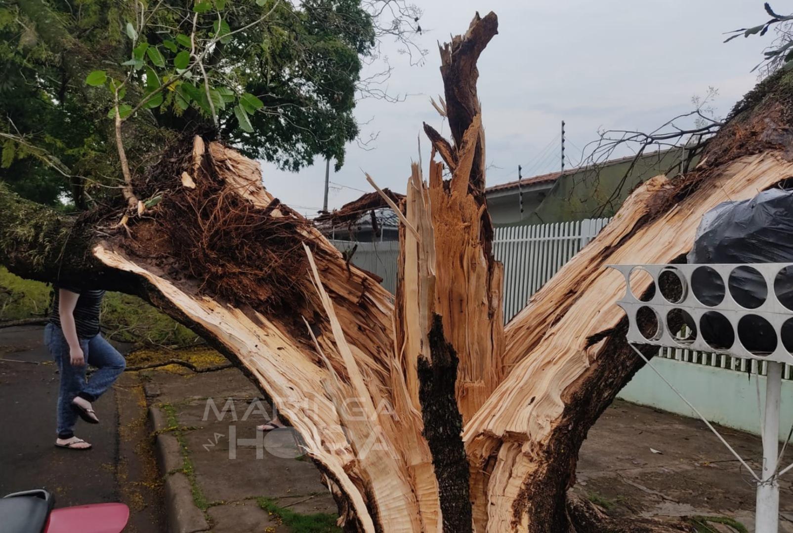 foto de Raio parte árvore ao meio no Jardim Alvorada, em Maringá