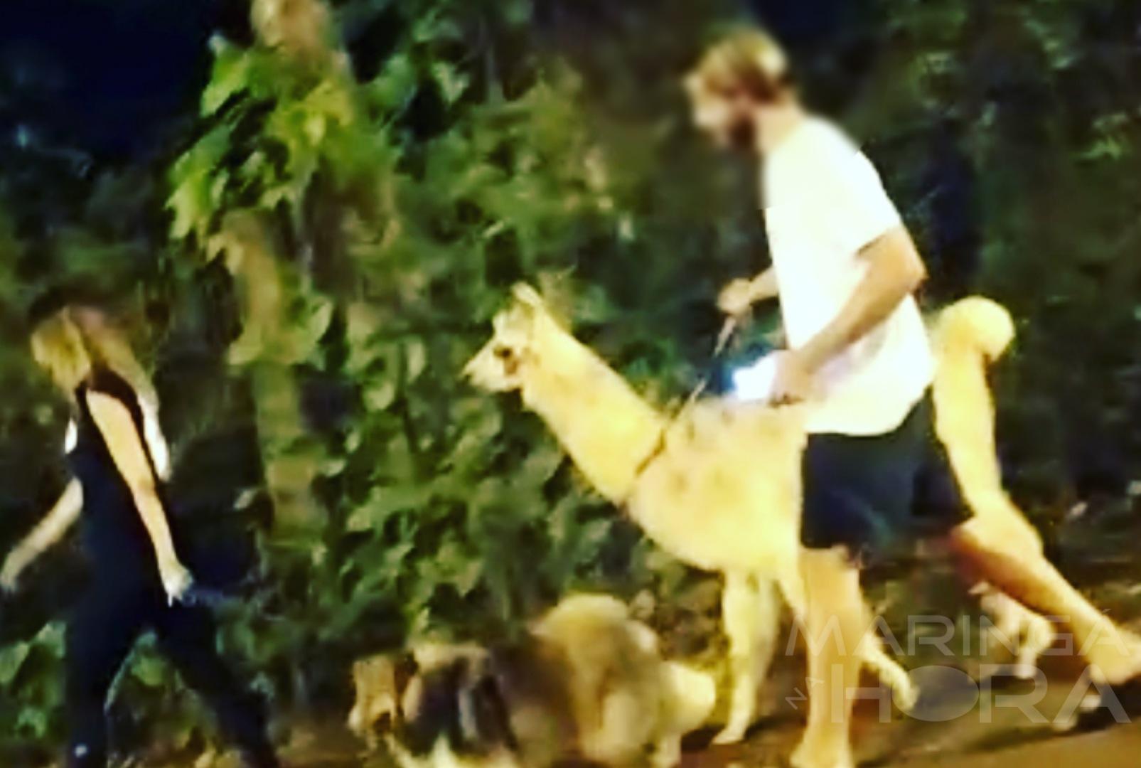 foto de Vídeo - Homem é flagrado fazendo caminhada em Maringá com um animal raro na cidade