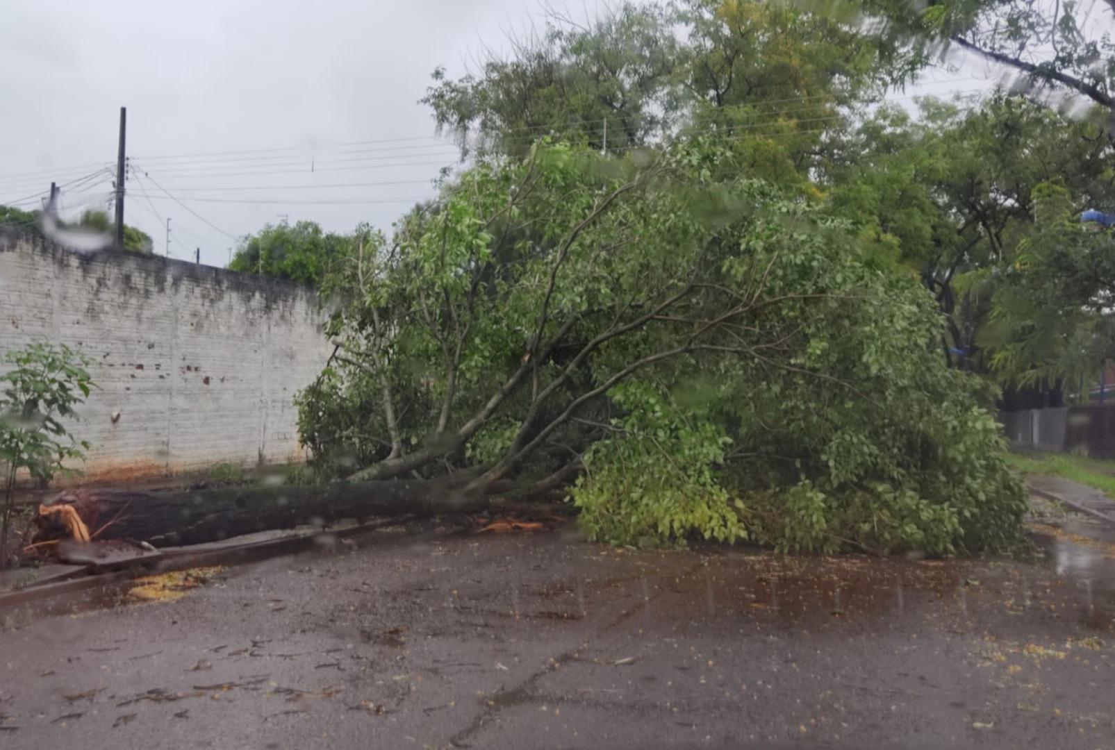 foto de Chuva provoca quedas de árvores e Defesa Civil de Maringá já recebeu ao menos 40 chamados