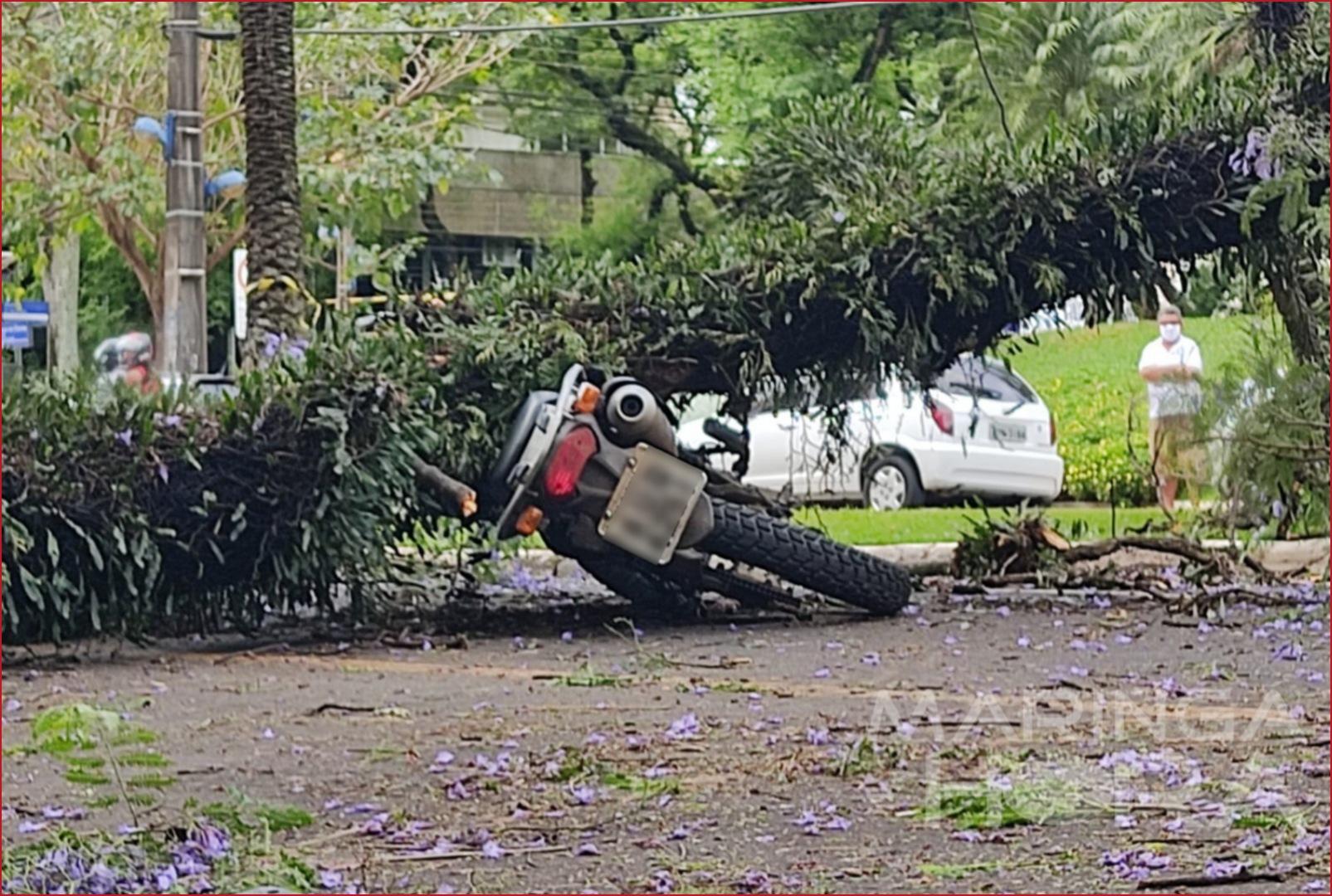 foto de Parte de árvore cai em cima de motociclista de 44 anos no centro de Maringá