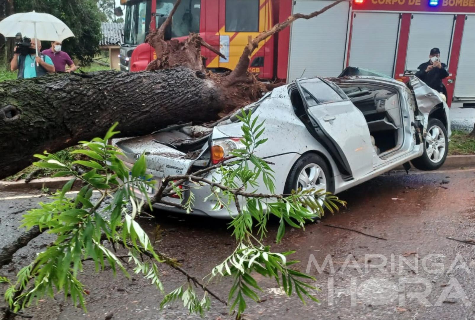 foto de Dois jovens ficam feridos depois de árvore cair em cima de carro em Maringá