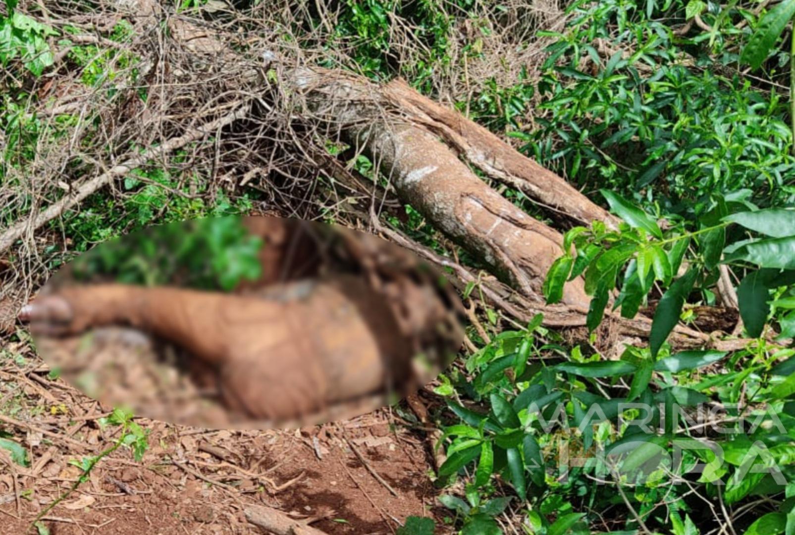 foto de Corpo é encontrado em avançado estado de decomposição na região de Maringá