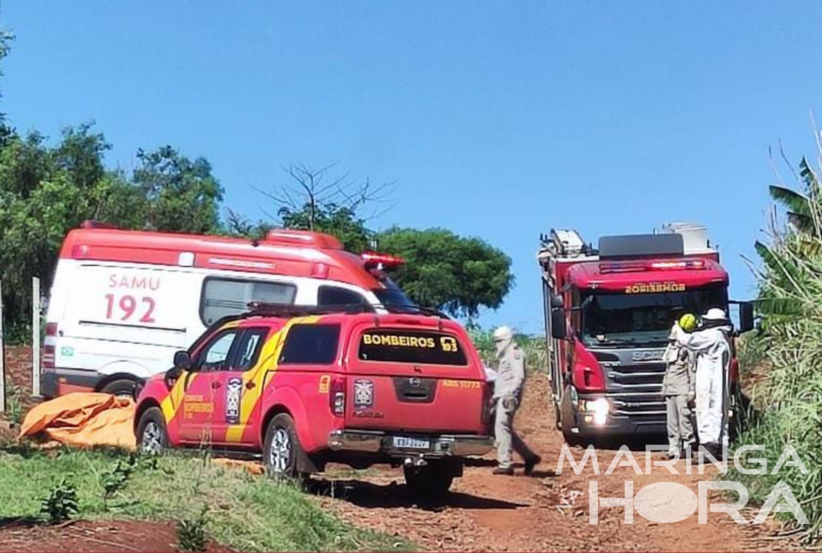 foto de Idoso é socorrido em estado grave após ser atacado por abelhas 