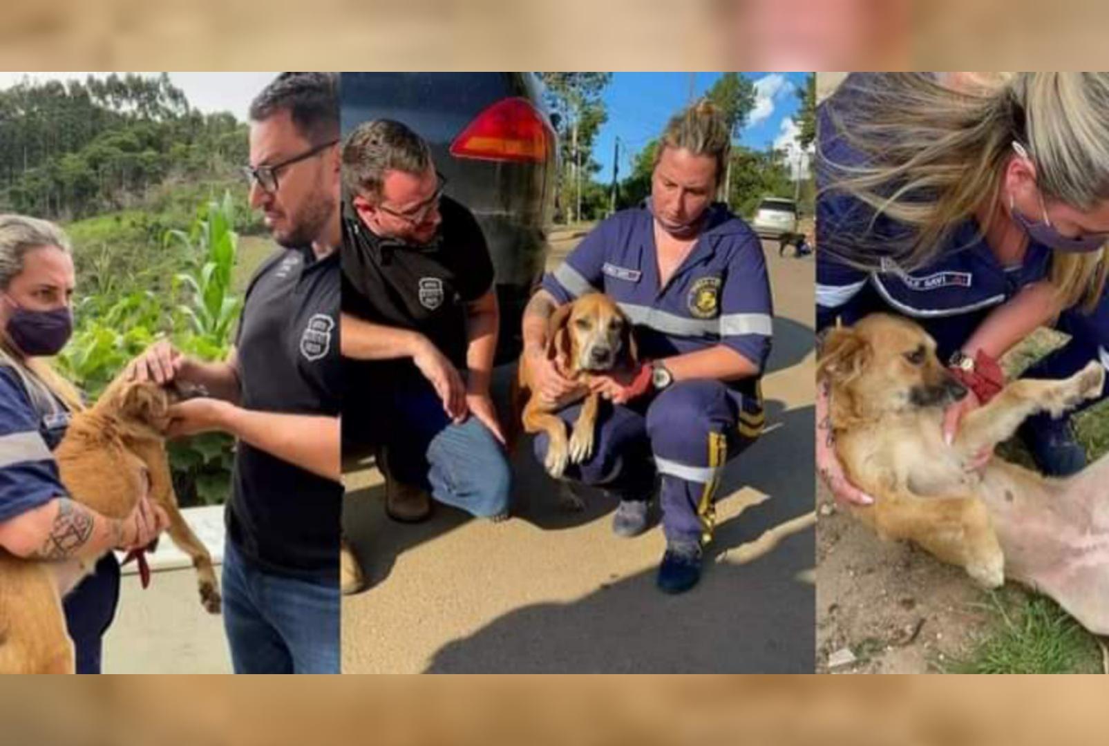 foto de Idoso que abusava de cães há 15 anos é preso e pede para ser morto pela polícia no Paraná