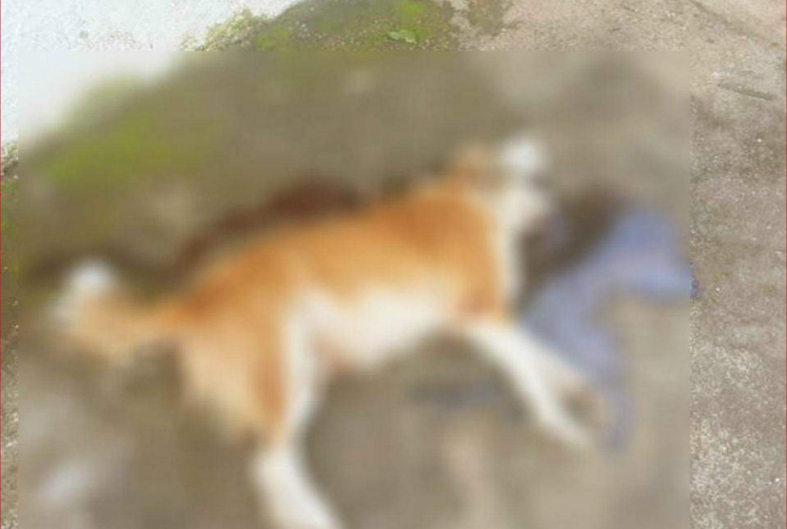 foto de Homem ameaça a ex e enforca cachorro até a sua morte no norte do Paraná