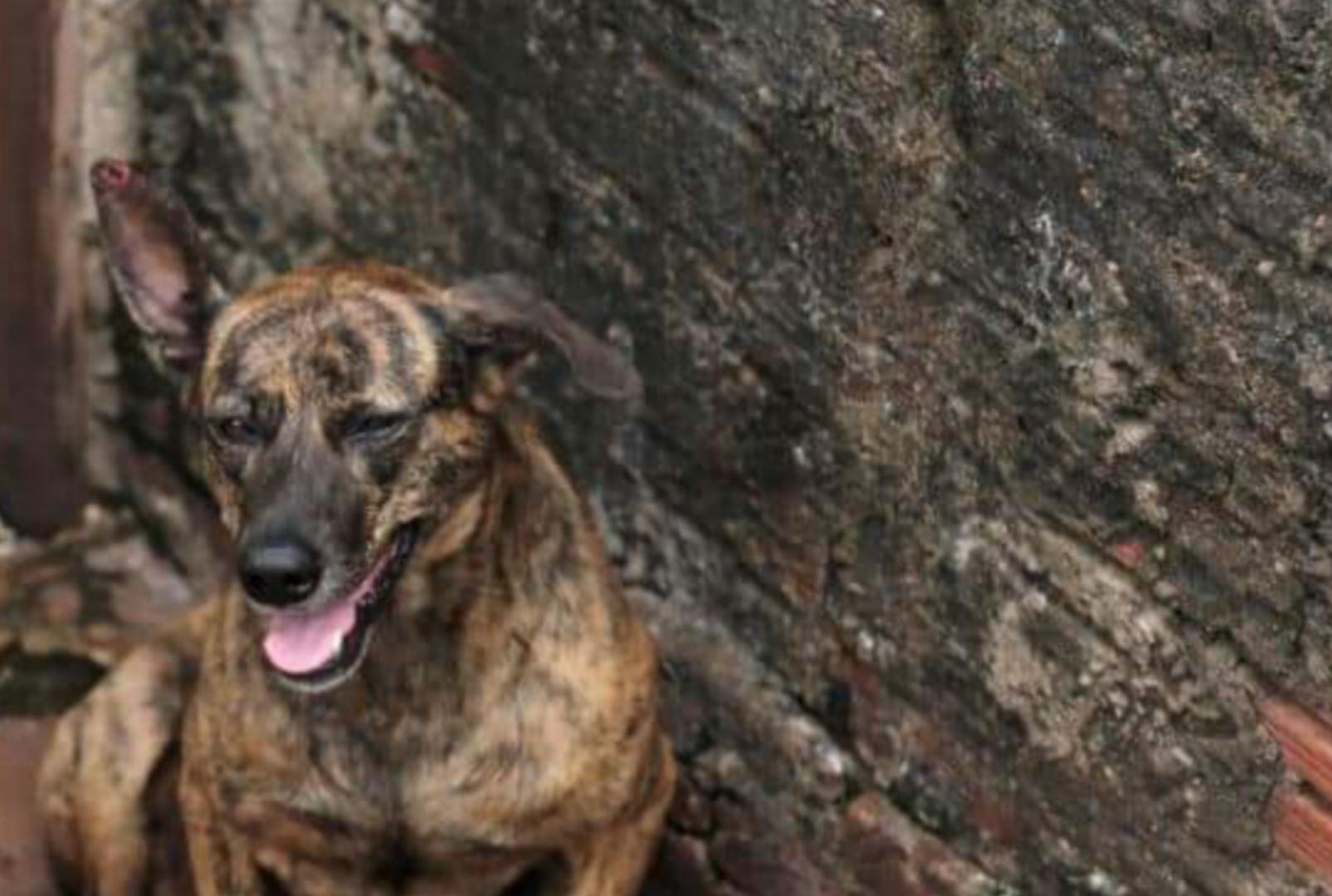 foto de Após denúncia, Prefeitura resgata animal abandonado em residência e multa tutor em R$ 2 mil