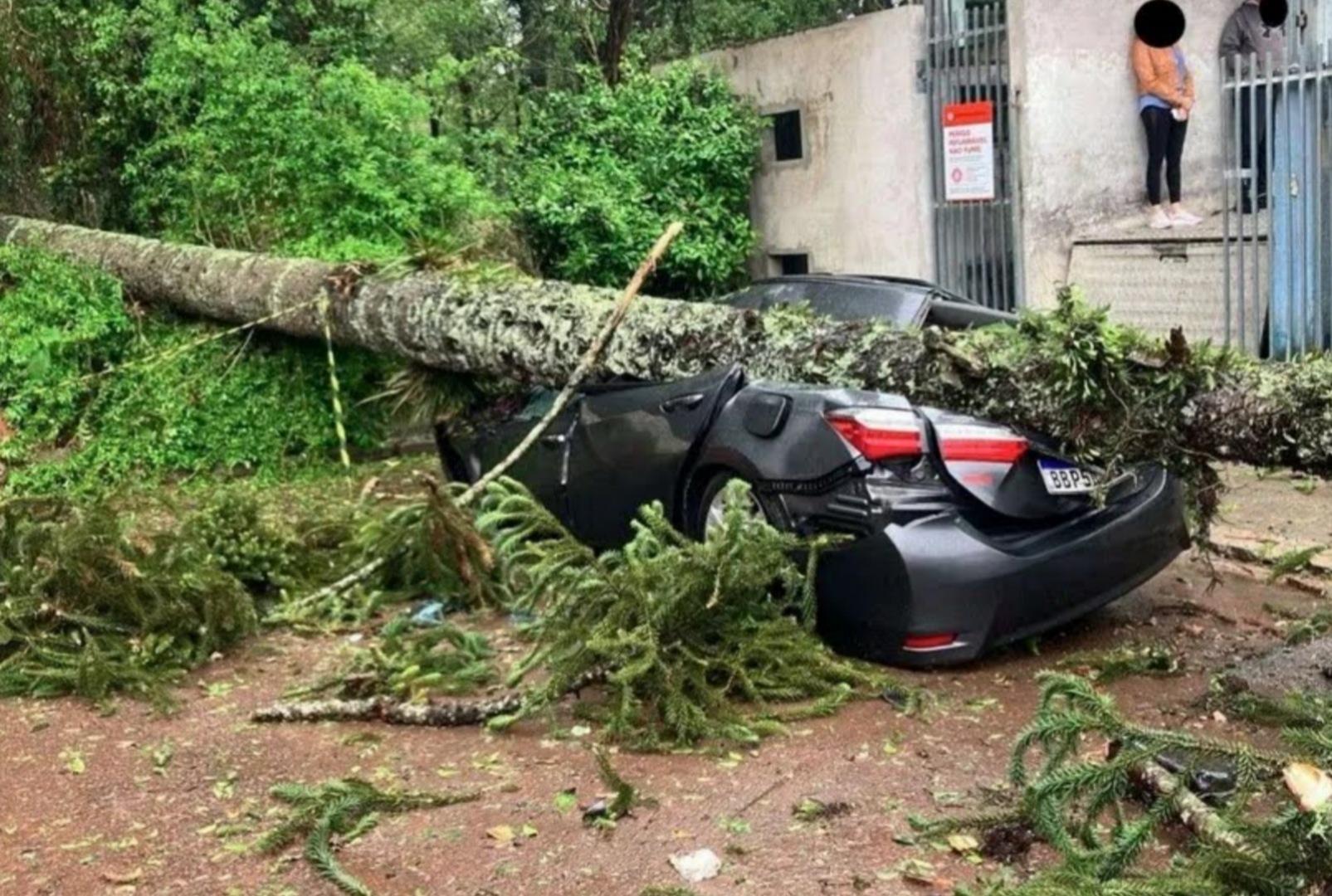 foto de Árvore cai sobre carro durante temporal e mata homem de 40 anos