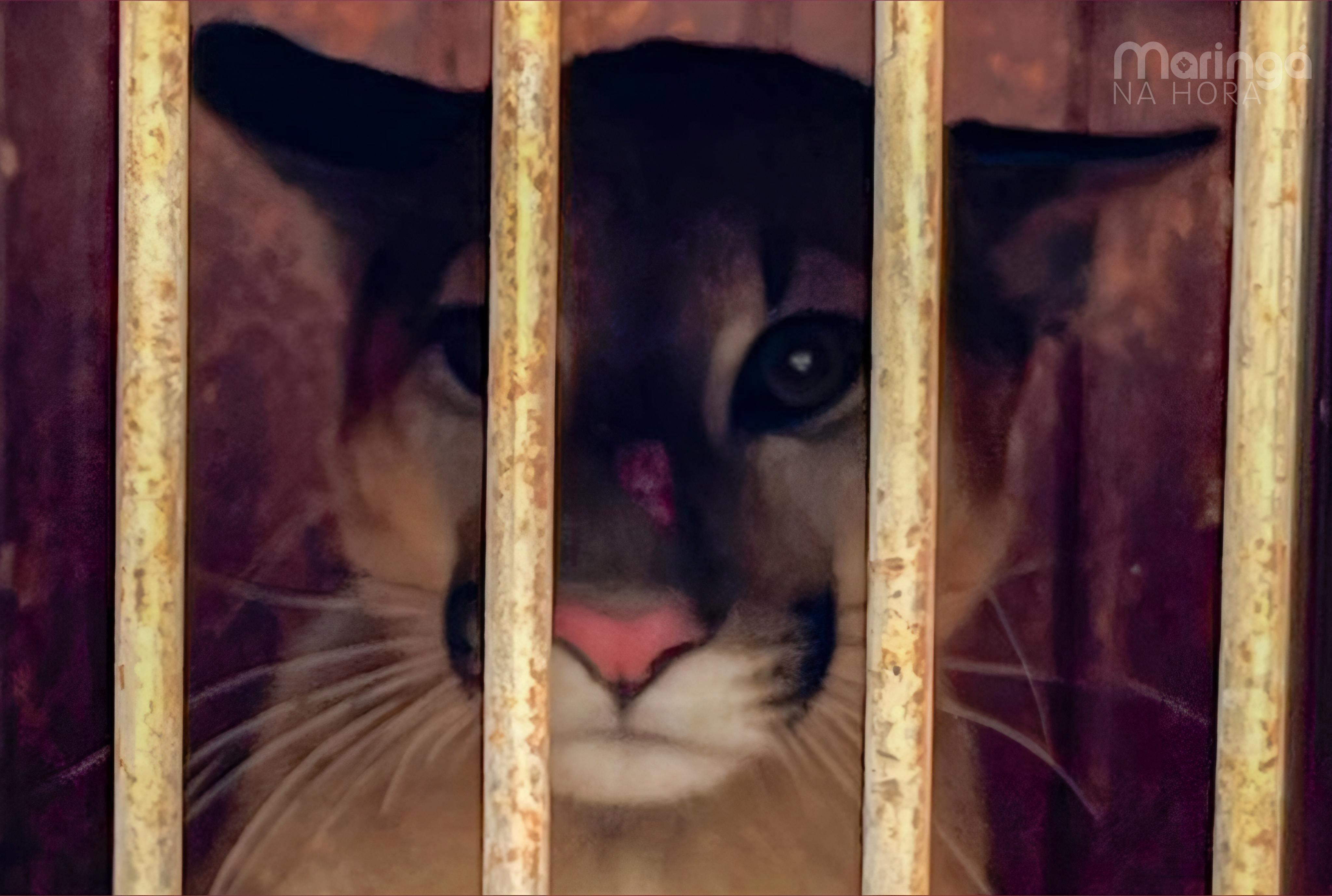 foto de Após resgate em galinheiro, IAT devolve onça-parda à natureza; confira o vídeo