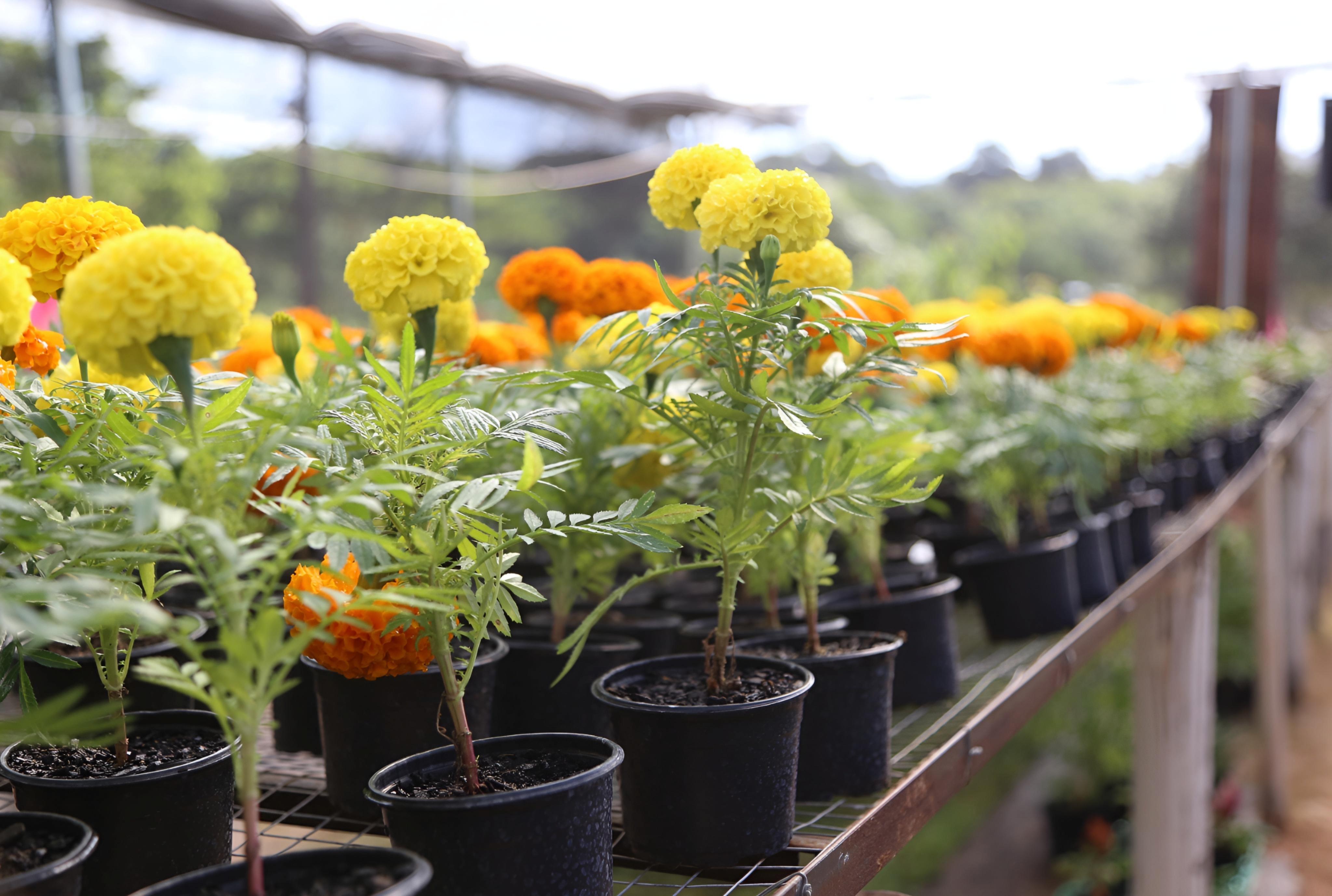 Com plantas a partir de R$ 2, Festa das Flores começa nesta quinta-feira, 7