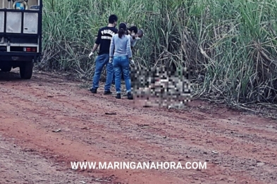 foto de Travesti é encontrada morta em canavial de Mandaguaçu, diz polícia