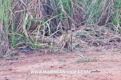 foto de Polícia Civil identifica corpo encontrado em canavial na cidade de Mandaguaçu