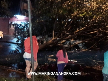 foto de Motociclista fica ferido após árvore cair sobre ele em Maringá