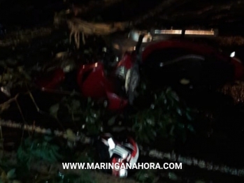 foto de Motociclista fica ferido após árvore cair sobre ele em Maringá