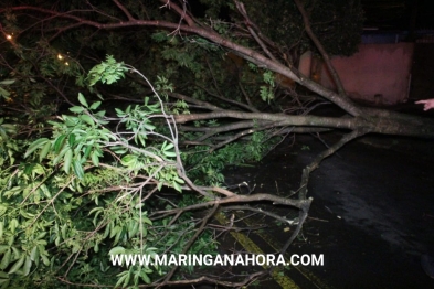 foto de Árvore caída em rua, causa grave acidente em Sarandi