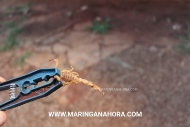 foto de Bebê de um ano e seis meses é picado por escorpião, na Zona 7, em Maringá