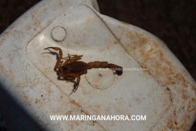 foto de Bebê de um ano e seis meses é picado por escorpião, na Zona 7, em Maringá