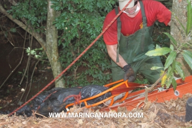 foto de Crime bárbaro na área rural entre Paiçandu Maringá 