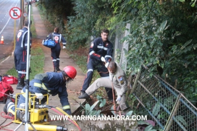 foto de Em Maringá; galho de árvore atravessa carro em acidente, e três pessoas são resgatadas sem ferimentos graves