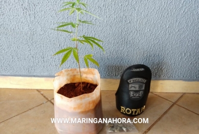 foto de Indivíduo que cultiva pé de maconha em casa é preso pela ROTAM de Paiçandu 