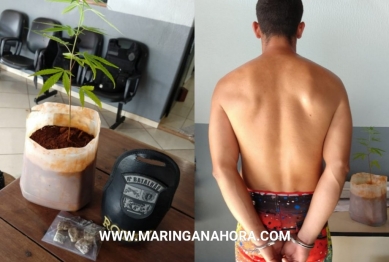 foto de Indivíduo que cultiva pé de maconha em casa é preso pela ROTAM de Paiçandu 