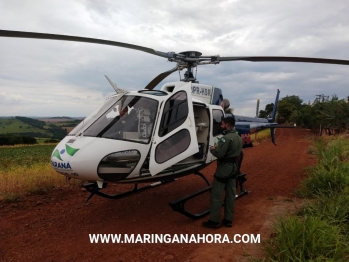 foto de Idoso é atacado por enxame de abelhas na Estrada Serrinha em Paiçandu