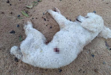 foto de Cachorro é encontrado morto com marcas de tiros em Maringá