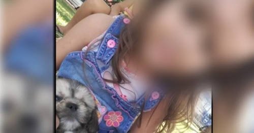 Ladrão invade casa em Maringá e rouba filhote de Shih Tzu 