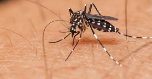 Maringá registra segunda morte por dengue em 2019