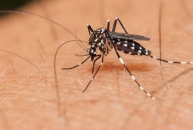 foto de Maringá registra segunda morte por dengue em 2019