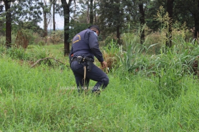 foto de Guarda Municipal encontra mais de meio quilo de crack em terreno baldio em Sarandi