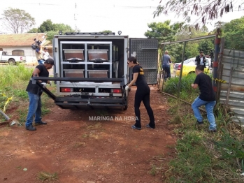 foto de Corpo de mulher é encontrado em fundo de vale em Maringá