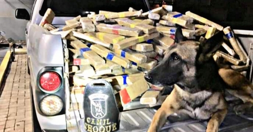 Com apoio de cão farejador, PM e PF apreendem 600 kg de maconha