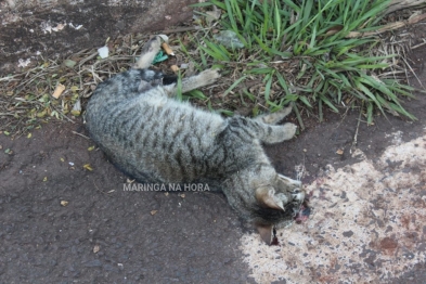 foto de Maringá: Dois gatos e um cachorro, foram encontrados mortos no bairro Jardim São Silvestre