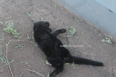 foto de Maringá: Dois gatos e um cachorro, foram encontrados mortos no bairro Jardim São Silvestre