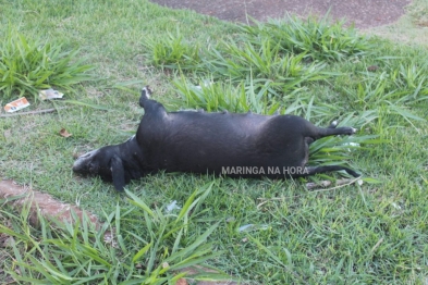 foto de Maringá: Dois gatos e um cachorro, foram encontrados mortos no bairro Jardim São Silvestre